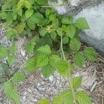 Rubus pruinosus Yaprak