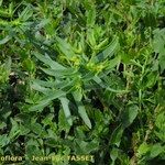 Euphorbia exigua Hábito