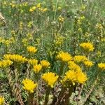 Petrosedum montanum Habitus