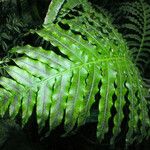 Blechnum brasiliense Liść