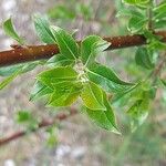 Salix myrsinifolia Kůra