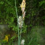 Carex flacca кора