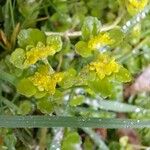 Chrysosplenium oppositifolium Blomma