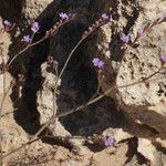 Limonium companyonis Fula