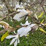 Magnolia salicifolia Цвят