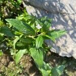 Epilobium roseum Lehti