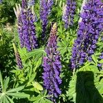 Lupinus × regalis Λουλούδι