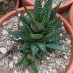 Haworthia limifolia Leaf