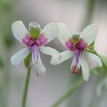 Pelargonium paniculatum Flor