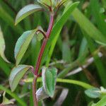 Heterotis decumbens Habitus