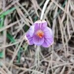 Crocus corsicus Flower