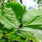 Actaea elata Leaf