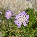 Lomelosia graminifoliaFlor