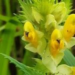 Rhinanthus majorFlower