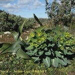 Euphorbia isatidifolia Habitus