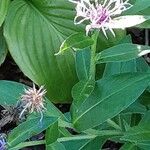 Centaurea montana Habit