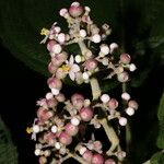 Conostegia subcrustulata फूल