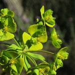 Euphorbia biumbellata Virág