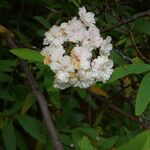 Ceanothus caeruleus Blomst