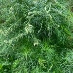 Eupatorium capillifolium Fulla