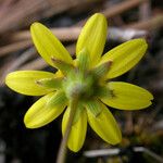 Crocidium multicaule Λουλούδι