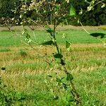 Fallopia dumetorum Συνήθη χαρακτηριστικά