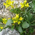 Barbarea rupicola Hábito