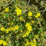 Helianthemum marifolium Floare