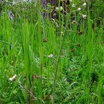 Capsella bursa-pastoris Plod