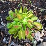 Dionaea muscipulaHoja