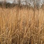 Stipa capillata Blad