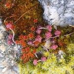 Sedum andegavense 花