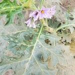 Solanum dasyphyllum Leaf