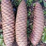 Picea abies Фрукт