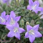 Campanula mollis 花