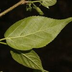 Morus celtidifolia Frutto