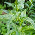 Penstemon barbatus Leaf