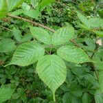 Rubus sulcatus Άλλα