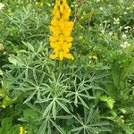 Lupinus luteus Liść