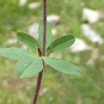 Trifolium spadiceum Deilen