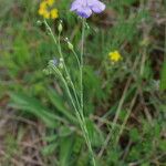 Linum austriacum Õis