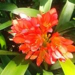 Clivia miniataÇiçek