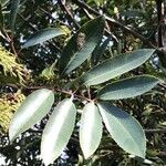 Cunonia capensis Hoja