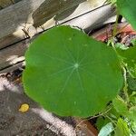 Tropaeolum majusFeuille