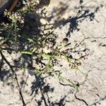 Lepidium graminifoliumBlüte