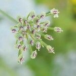 Trachyspermum ammi Fruit