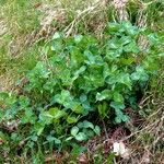 Trifolium repens Habitus