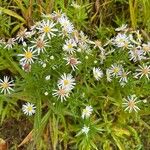 Symphyotrichum lanceolatum Virág