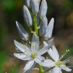 Camassia scilloides Fleur