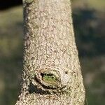 Ficus natalensis Bark